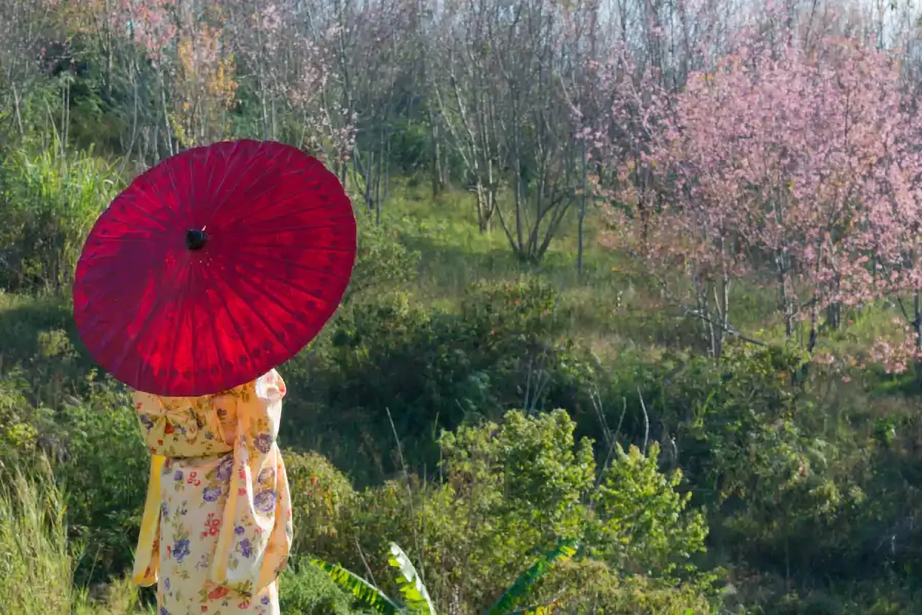Une femme à l’ombrelle rouge dans un jardin en fleurs
