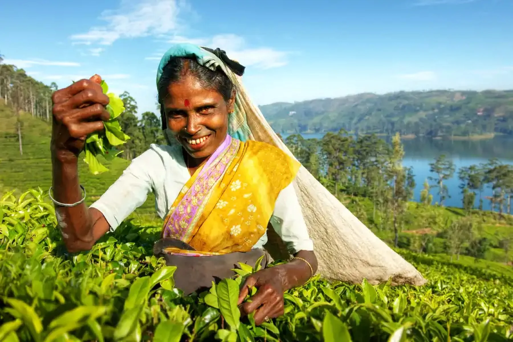 Une cueilleuse de thé souriante dans une plantation